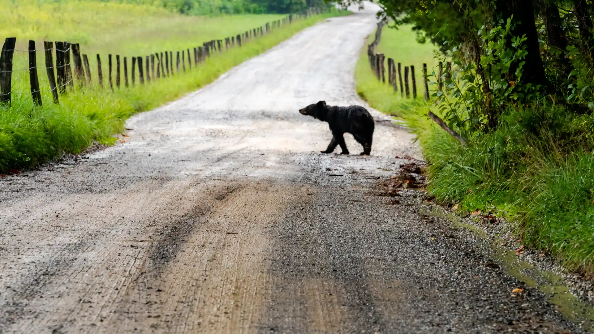 Black bear crossing the road at Cades Cove on a Smoky Mountain scenic drive
