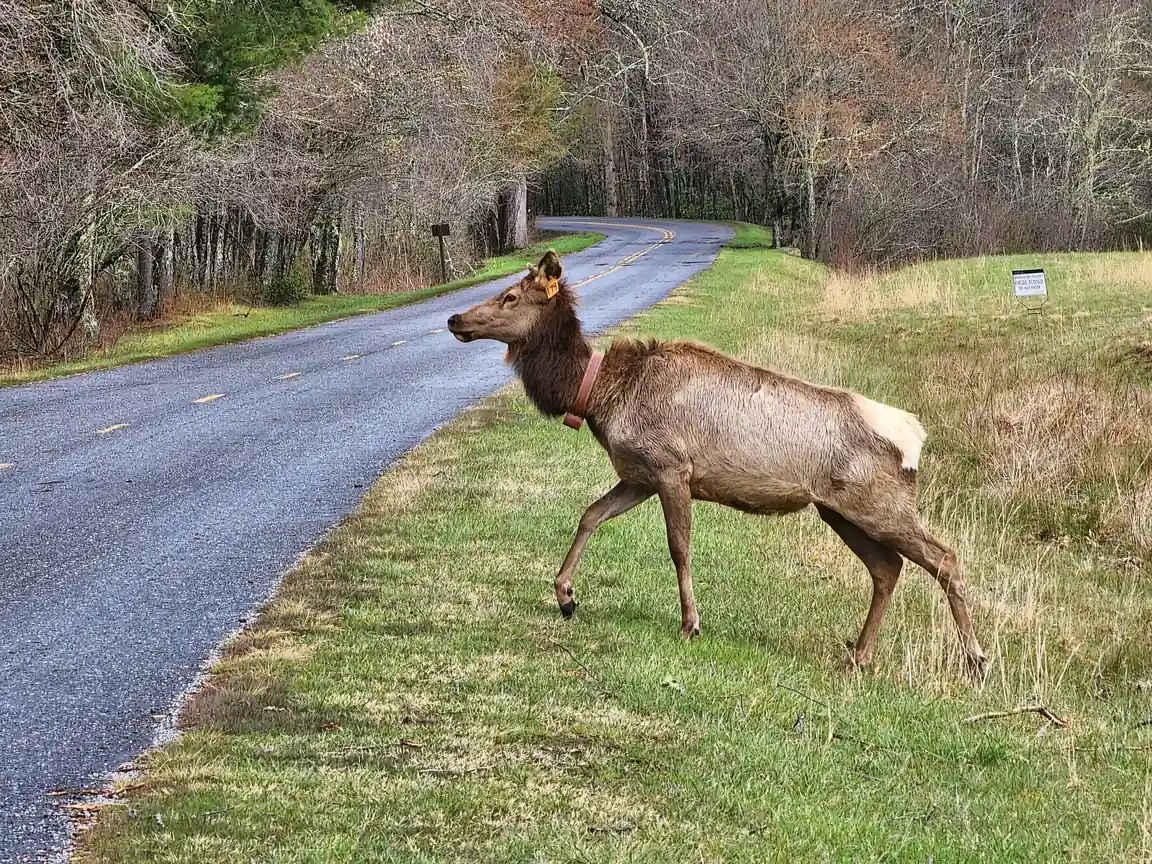 Elk crossing a rural road in Cataloochee Valley along a scenic Smoky Mountains drive
